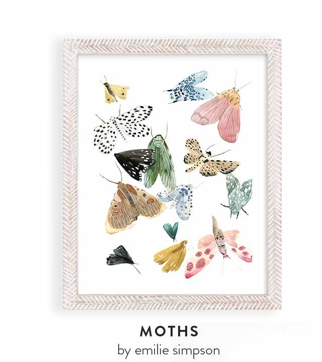 Moths