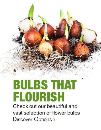 BULBS THAT FLOURISH CHECK OUT OUR BEAUTIFUL AND VAST SELECTION OF FLOWER BULBS DISCOVER OPTIONS