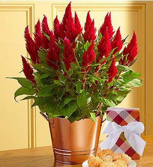 Spectacular Fall Celosia SHOP NOW