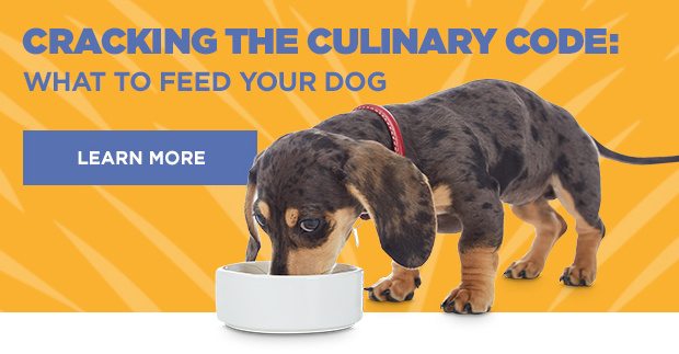 Cracking the culinary code: What to feed your dog. Learn more.