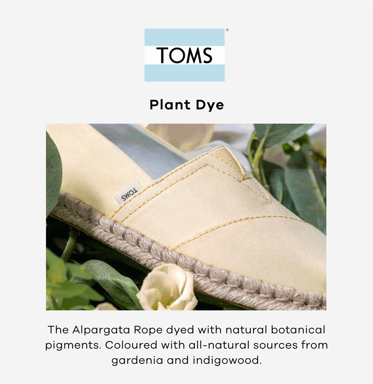 Shop now | TOMS Plant Dye 