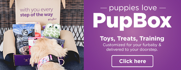 Puppies love PupBox. Toys, treats, training. Click here >