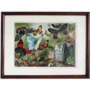 Antique Chromolithograph depicting butterflies, dated 1904