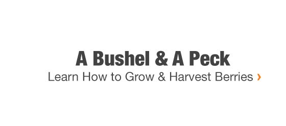 Learn How to Grow & Harvest Berries