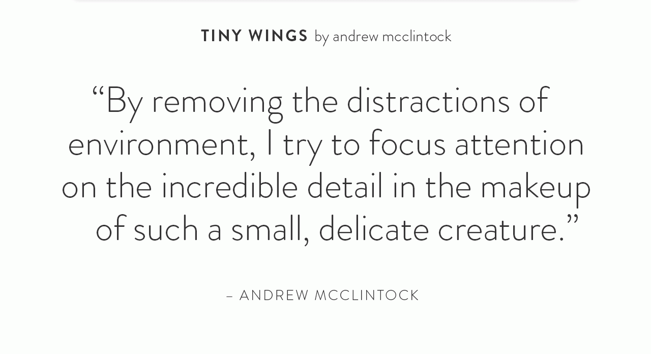 By removing the distractions of environment, I try to focus attention on the incredible detail in the makeup of such a small delicate creature. - Andrew McClintock