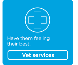 Have them feeling their best. Vet services.