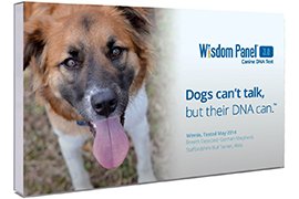 Wisdom Panel 3.0 Canine Breed Identification DNA Test Kit