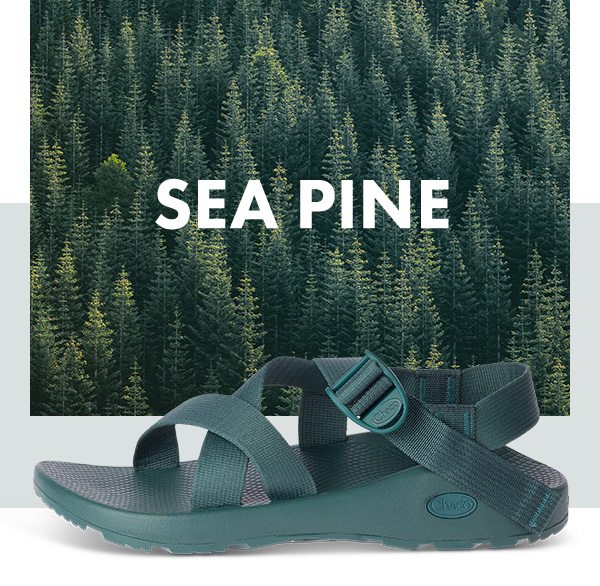 SEA PINE