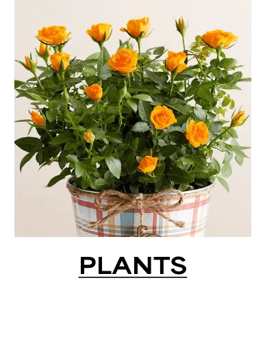 Plants