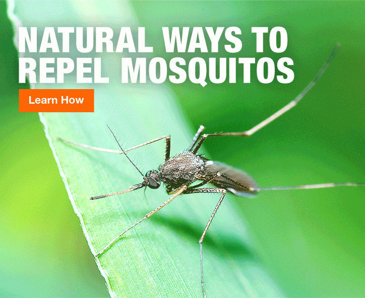 NATURAL WAYS TO REPEL MOSQUITOS