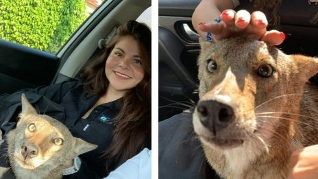 Woman Is Stunned When She Realizes She Just Rescued A Coyote