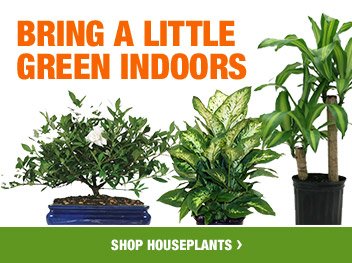 BRING A LITTLE GREEN INDOORS SHOP ALL