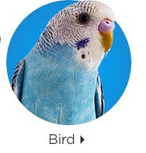 Bird.