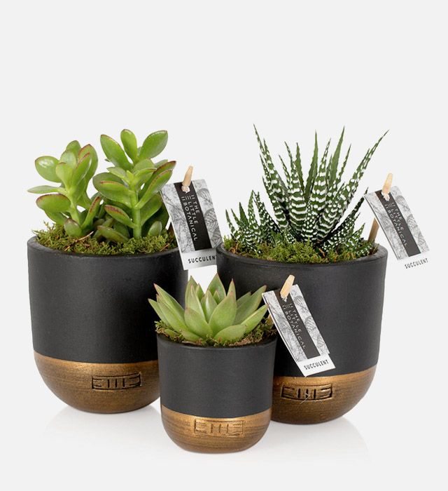 The Little Botanical Succulent Plant Gang