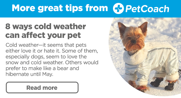 More great tips from PetCoach. Read more >