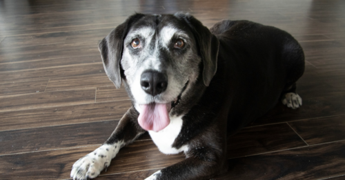8 Reasons Why Adopting a Senior Dog Is Amazing