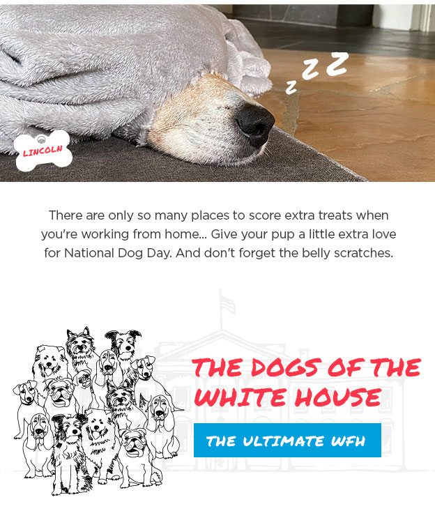 The dogs of the white house