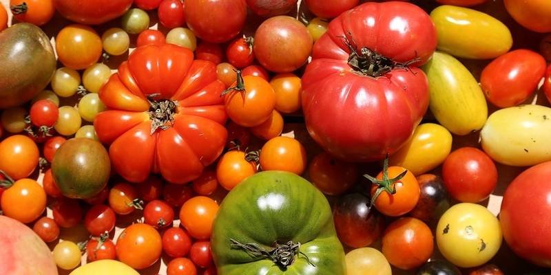 summer tomatoes