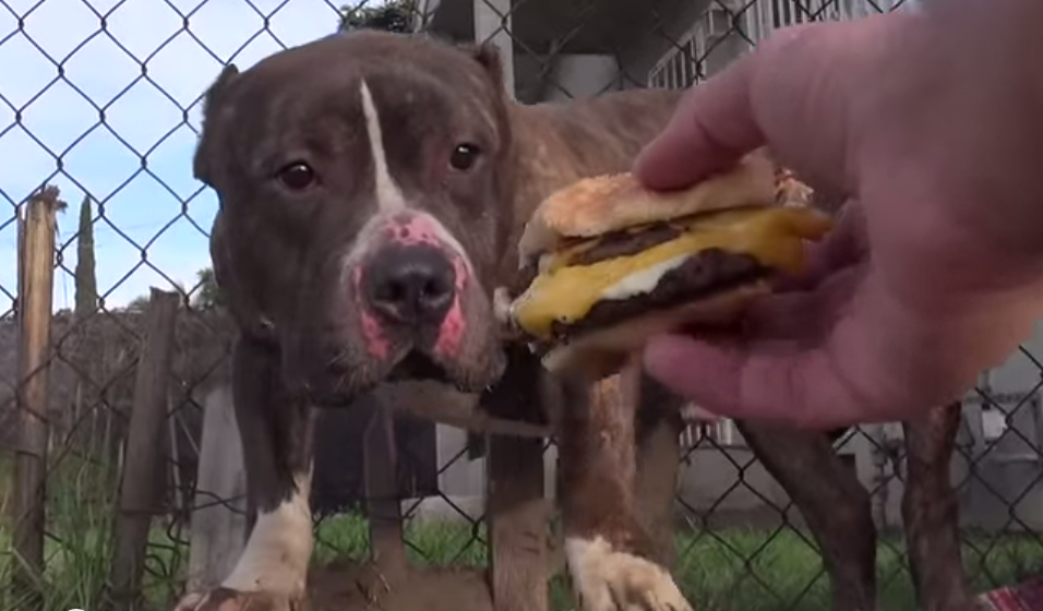This Abandoned Pit Bull Just Wanted A Little Kindness…And Maybe A Cheeseburger