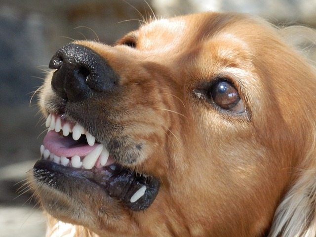 Why Do Dogs Bite, and What to Do When a Dog Bites You