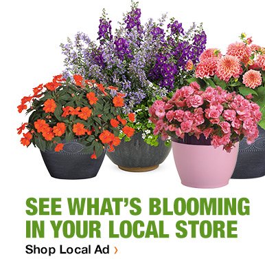 SEE WHAT'S BLOOMING IN YOUR LOCAL STORE SHOP LOCAL AD