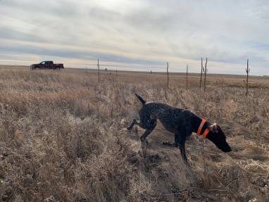 Pheasant Hunting: How to Get Started