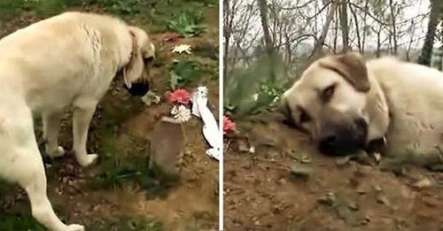 Heartbroken Pup Regularly Visits His Dad’s Grave