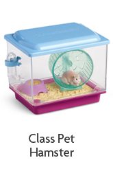 Class Pet Hamster