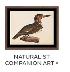 Naturalist Companion Art