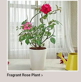 rose-plant