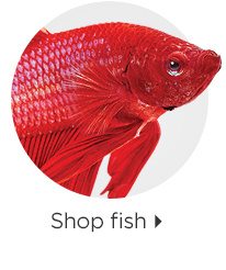 Shop fish.