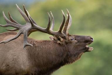 Awkward Glitch: Unsuccessful Nonresident Hunters Get Deer & Elk Tags They Didn't Draw