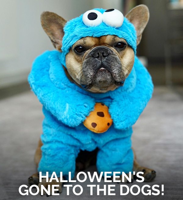 Halloween's Gone to the Dogs!