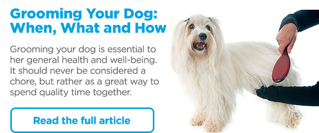 Grooming Your Dog: When, What and How. Grooming your dog is essential to her general health and well-being. It should never be considered a chore, but rather as a great way to spend quality time together. Read the full article. 