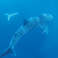 Diving with whale sharks at Ningaloo Reef in Western Australia