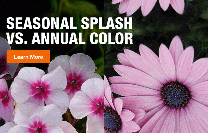 SEASONAL SPLASH VS. ANNUAL COLOR LEARN MORE