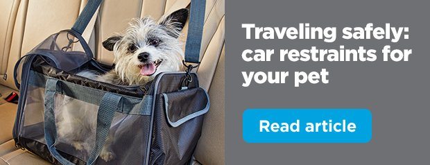 Traveling safely: car restraints for your pet. Read article.