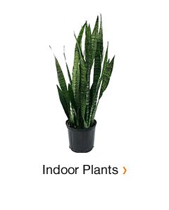 INDOOR PLANTS