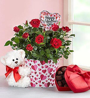 Bundle of Love Rose Plant SHOP NOW 