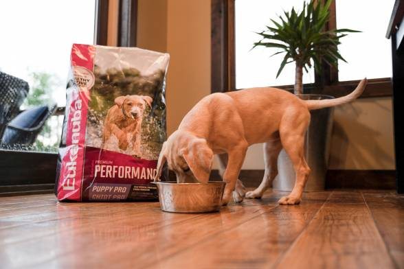 Free Gear Fridays: One-Year Supply of Eukanuba Dog Food and More
