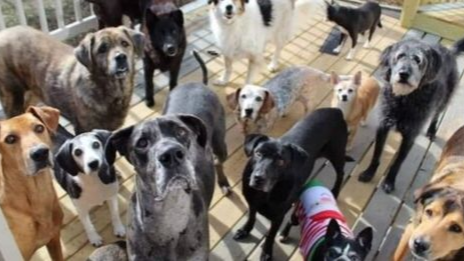 This Special Center Is A Haven For Senior Dogs To Live Out Their Days