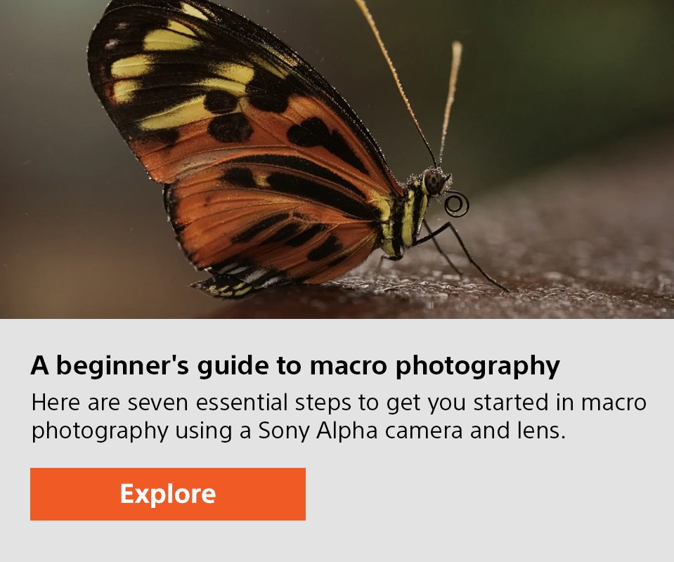 A beginner's guide to macro photography | Here are seven essential steps to get you started in macro photography using a Sony Alpha camera and lens. | Explore 