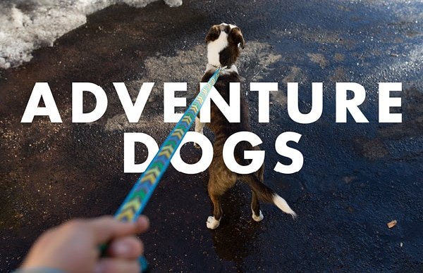 ADVENTURE DOGS