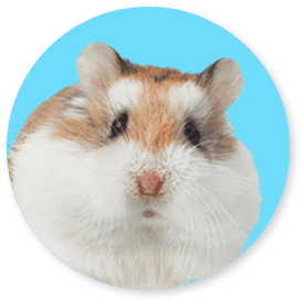 SmallPetDeal-CTA-Image