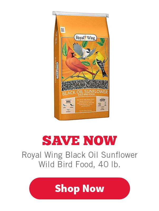 Royal Wing Bird Food