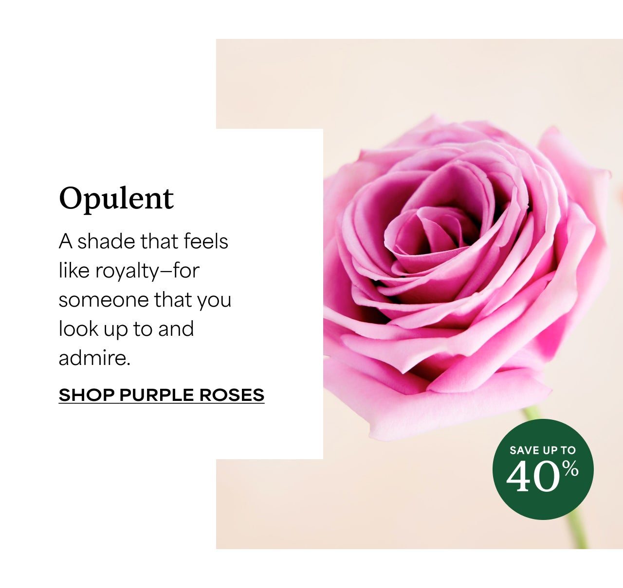 SHOP PURPLE ROSES