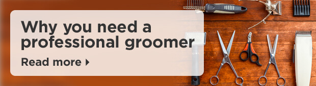 Why you need a professional groomer. Read more.