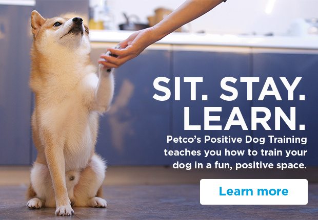 Sit. Stay. Learn. Petco’s Positive Dog Training teaches you how to train your dog in a fun, positive space. Learn more.