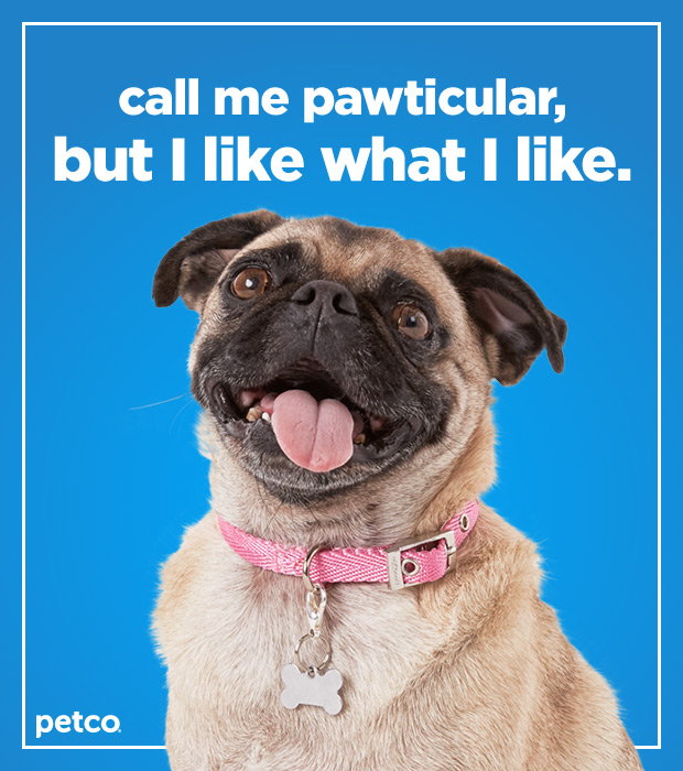 Call me pawticular, but I like what I like. 