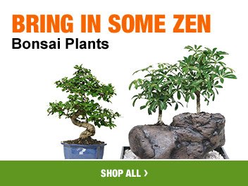 BRING IN SOME ZEN BONSAI PLANTS